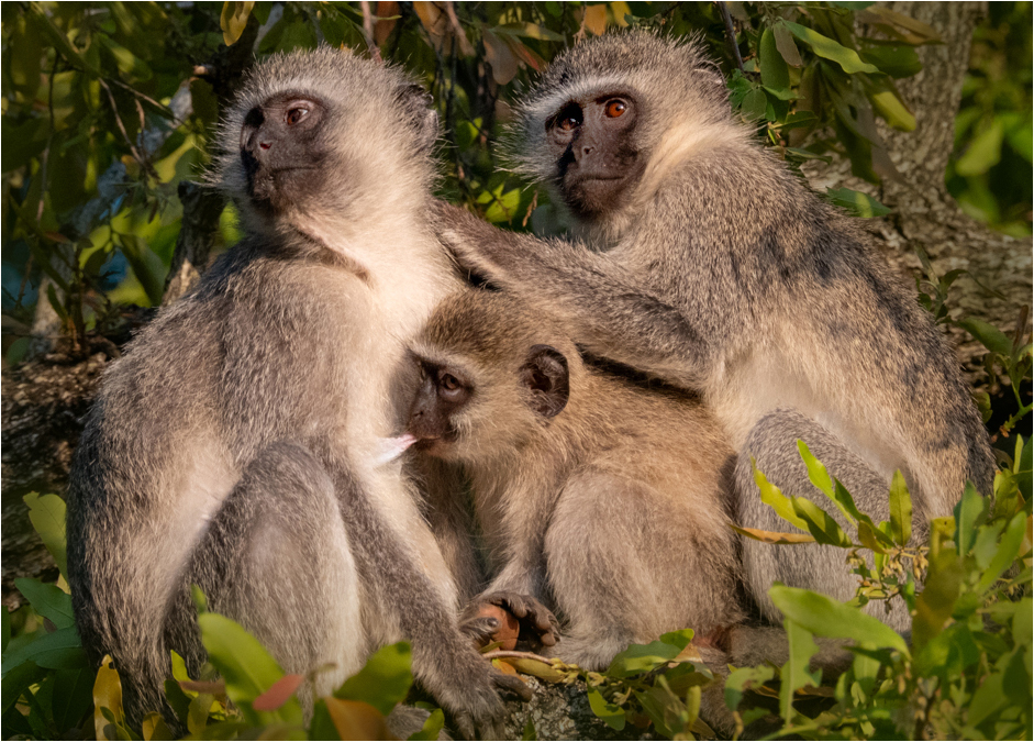 Roditski Gregory Vervet Family Time Nature  Zoological   Class A 20260225